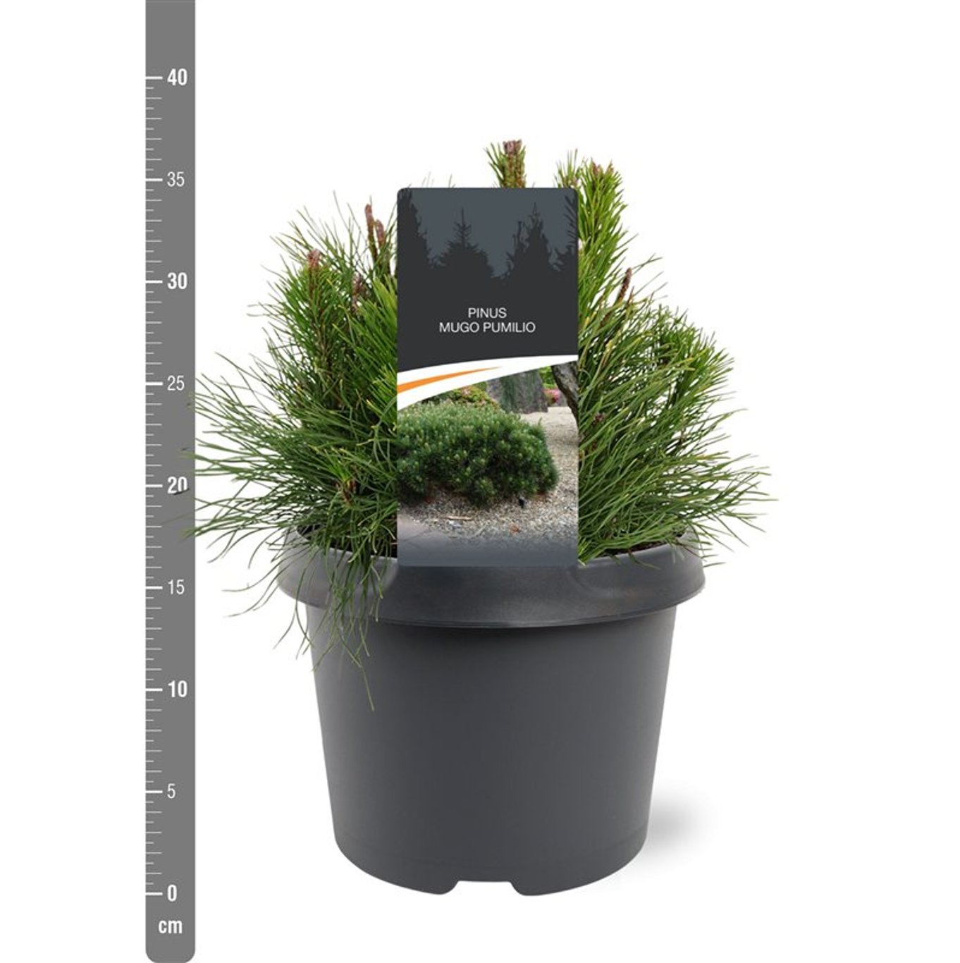 Pinus mugo pumilio - C3 20-25 CM